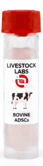 Bovine ADSCs