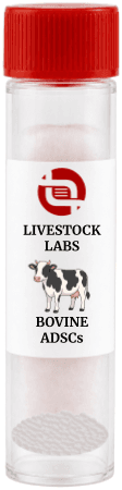 Bovine ADSCs