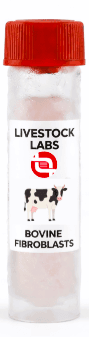 Bovine Fibroblasts