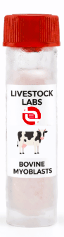 Bovine Myoblasts
