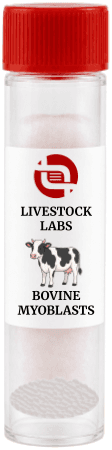Bovine Myoblasts