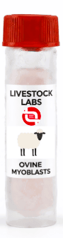Ovine Myoblasts