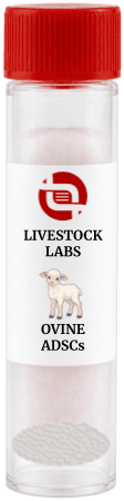 Ovine ADSCs
