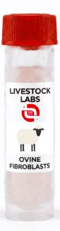 Ovine Fibroblasts