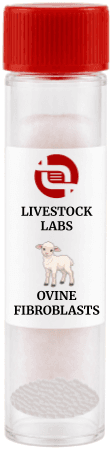 Ovine Fibroblasts