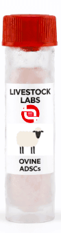 Ovine ADSCs