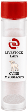 Ovine Myoblasts