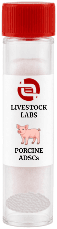 Porcine ADSCs