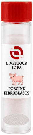 Porcine Fibroblasts