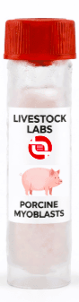Porcine Myoblasts