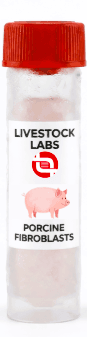 Porcine Fibroblasts