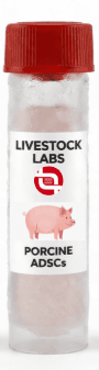Porcine ADSCs