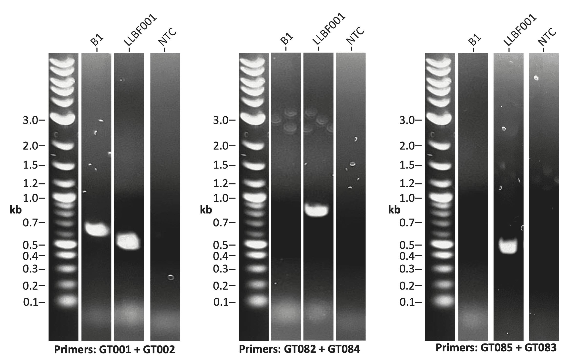 Three PCR gels comparing parental B1 cells, the engineered line and a no-template control, using primer pairs GT001 + GT002, GT082 + GT084 and GT085 + GT083