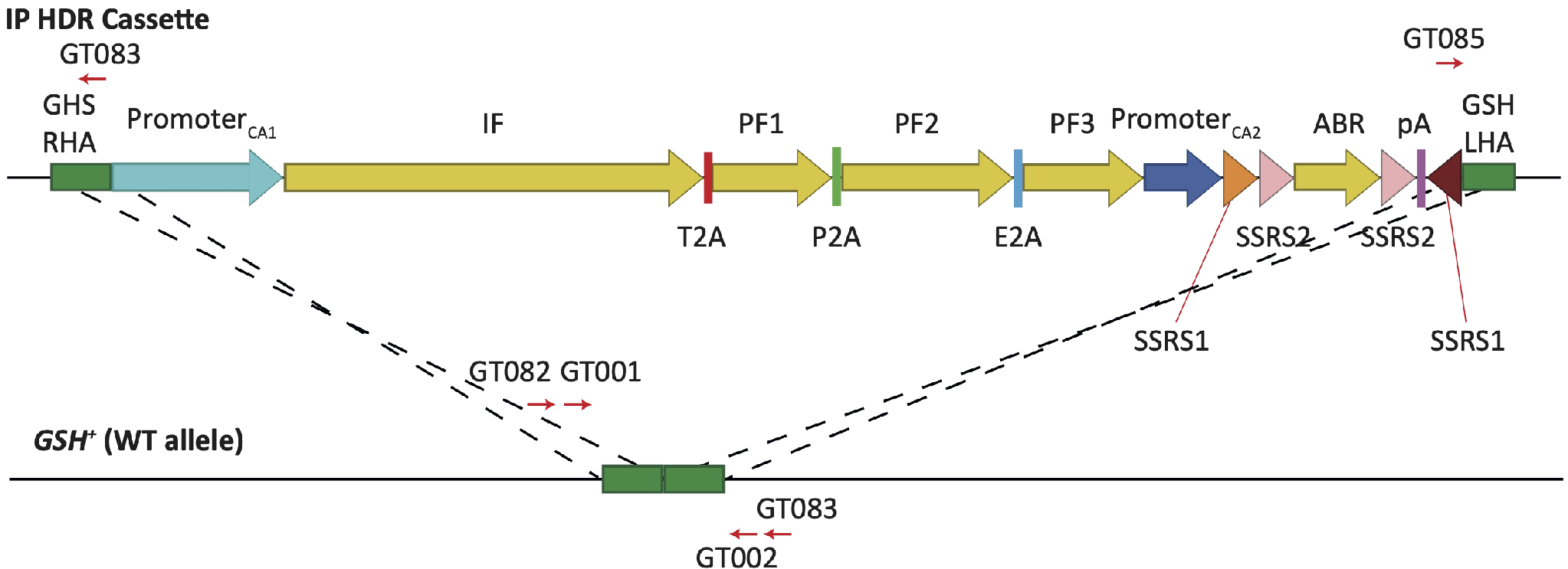 Diagram of the LL020 HDR cassette, with immortalization and pro-proliferative factors, targeting the genomic safe harbor locus