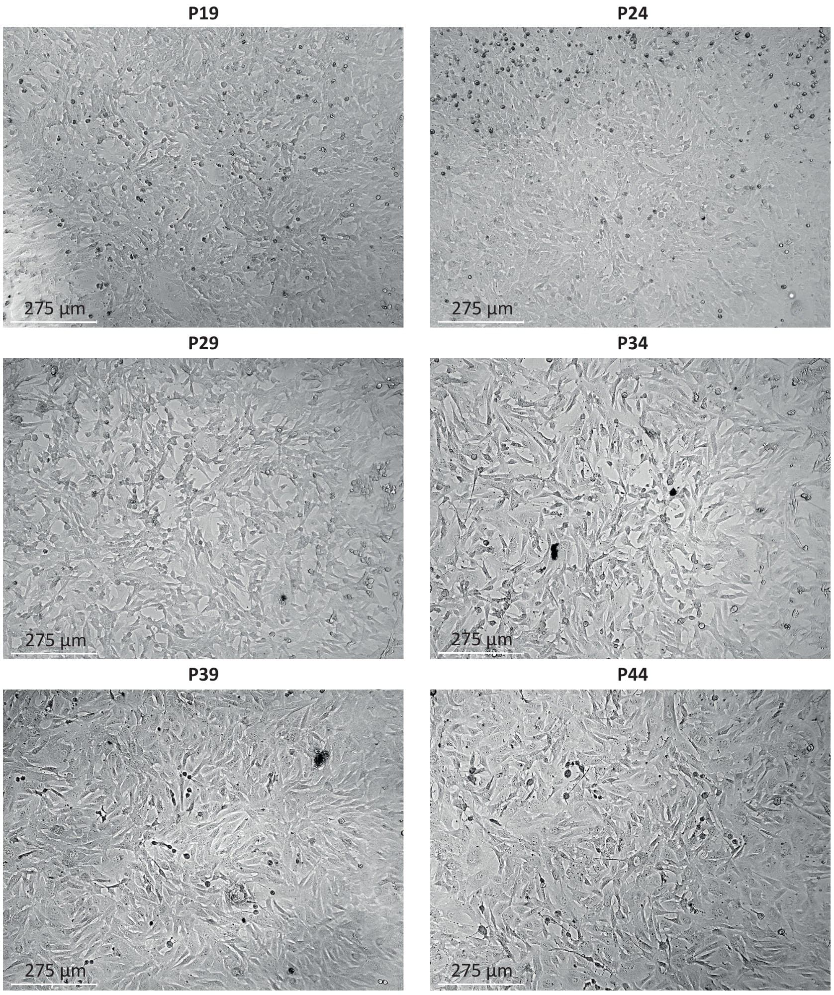 Bright-field images of bovine fibroblast morphology at passages 19, 24, 29, 34, 39 and 44