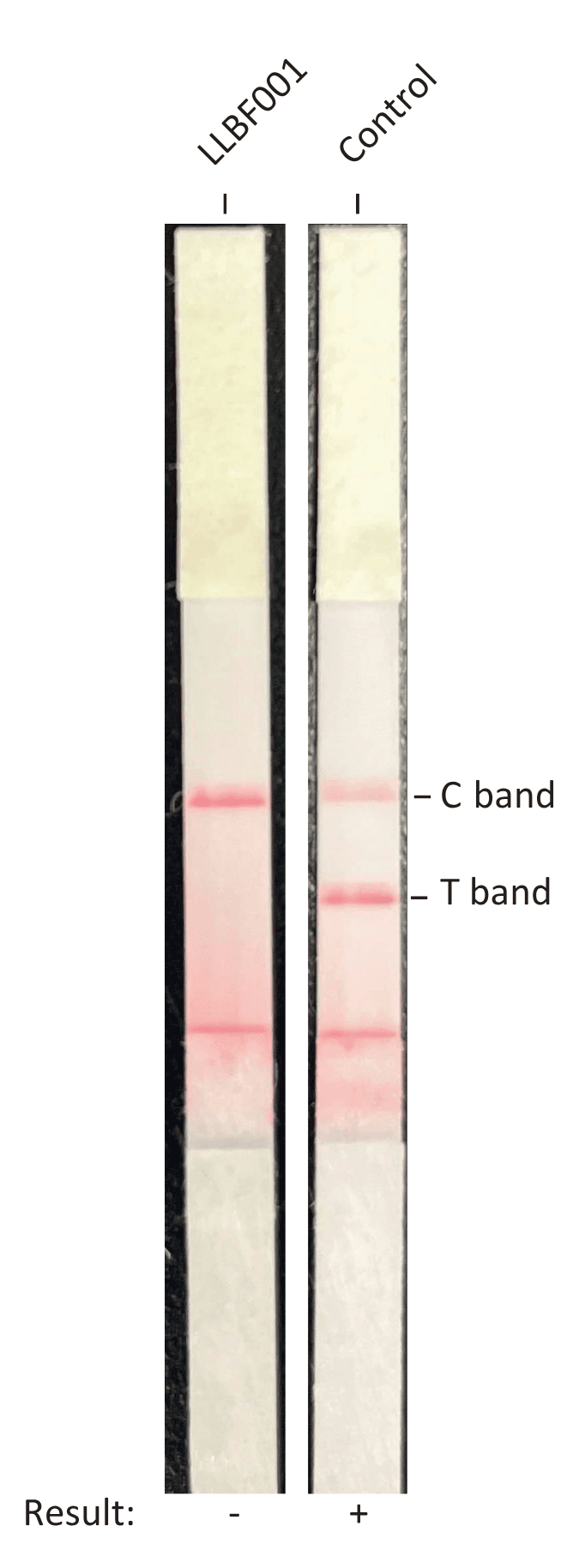 MycoStrip mycoplasma test strips: the cell line shows only the control band (negative) while the positive control shows both bands