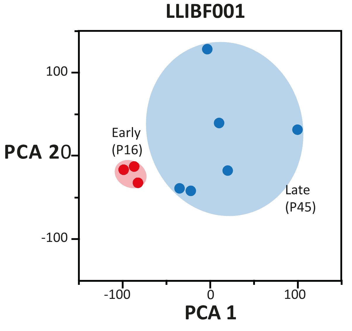 Transcriptome PCA plot of bovine fibroblasts showing early passage (P16) and late passage (P45) samples
