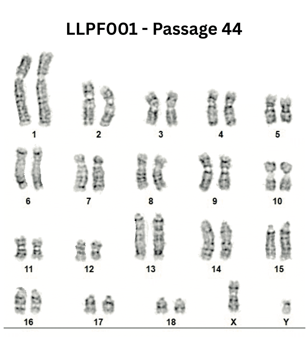 Karyotype of LLPF001 at passage 44