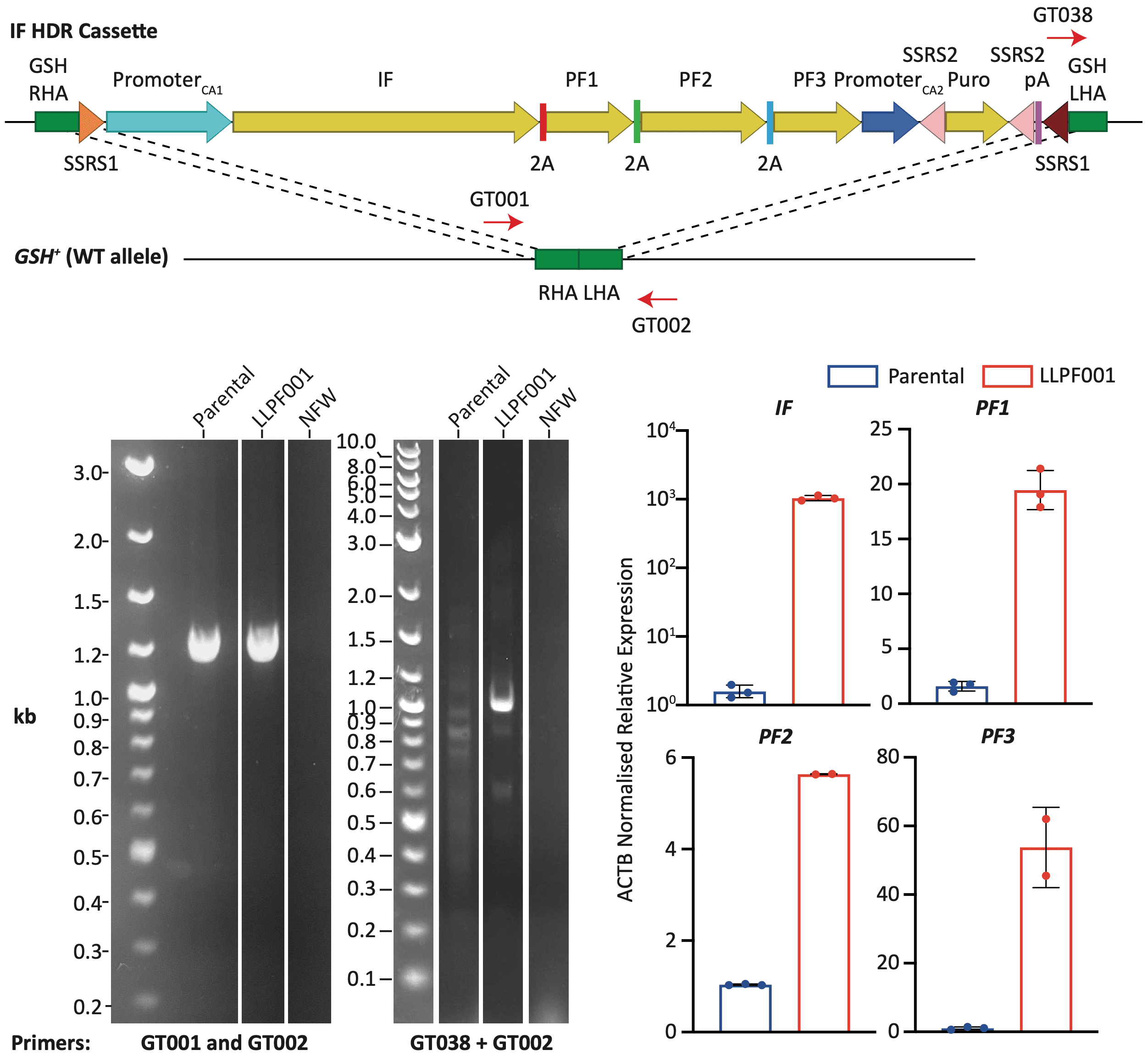 HDR cassette design, genotyping PCR gels and qRT-PCR expression of IF, PF1, PF2 and PF3 in LLPF001 versus parental cells