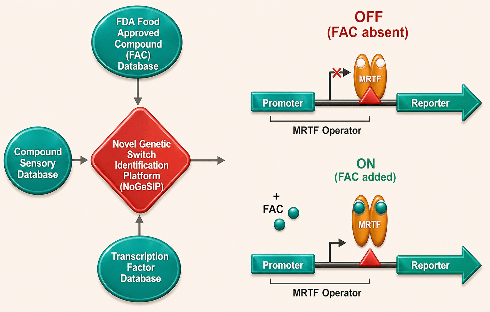 Food-approved compound genetic switch diagram showing OFF and ON states for tunable cell behavior.