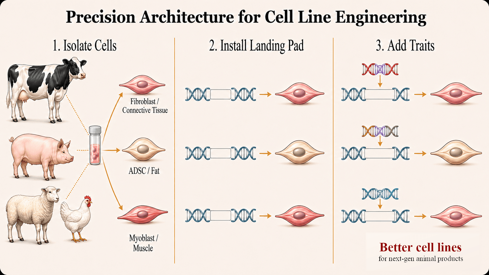 Three-phase cell line engineering strategy from primary cell isolation to safe-harbor targeting and desired attributes.